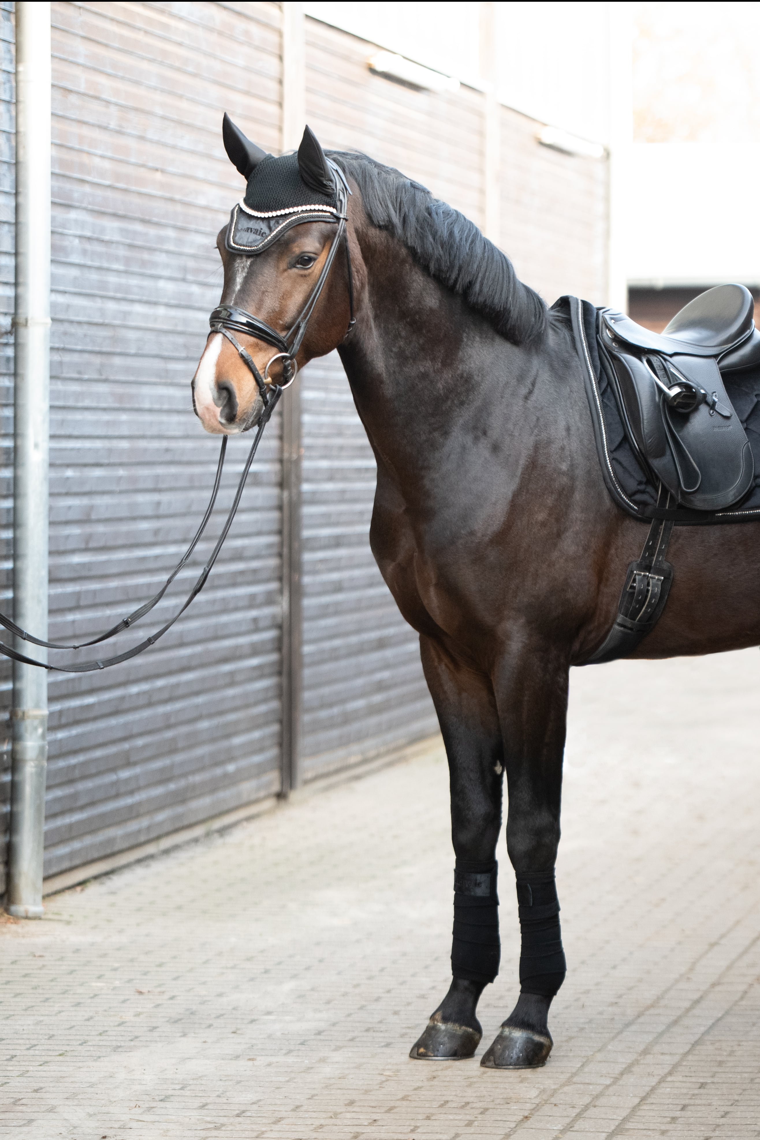 Fliegenhaube Schwarz